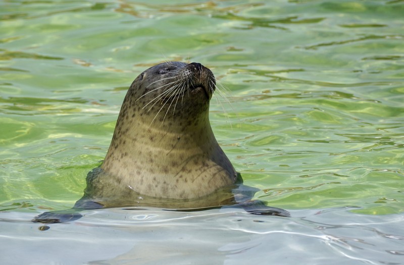 Zeehond_05.jpg